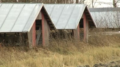 Tom minkfarm i Lovisa