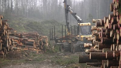 Skogsavverkning i Gammelby i Lovisa