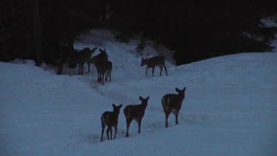 Vitsvanshjortar vallfärdar till utfodringsplats