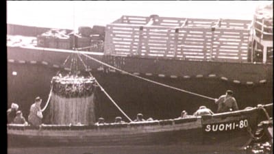 Svartvitt arkivfoto på fiskebåt som hissar upp ett stort nät fullt med fisk upp på ett större fartygs däck.