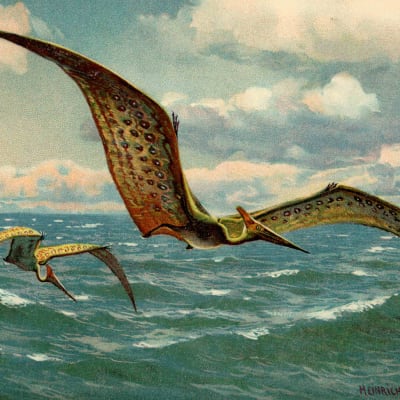 Lentävä hirmulisko pteranodon. Maalaus Heinrich Harder (1858-1935)