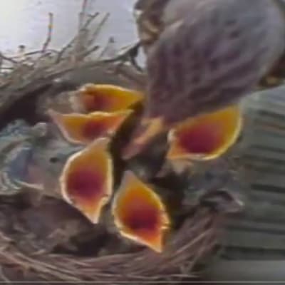 Lintu syöttää poikasiaan.