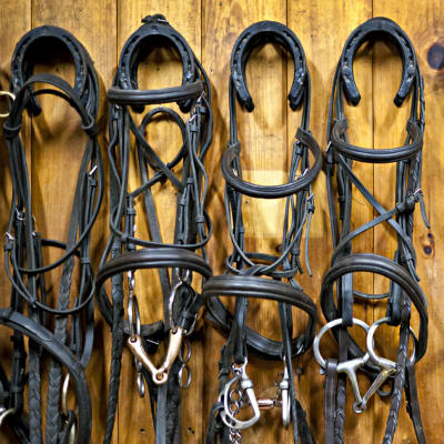 betsel som hästen bär när man rider den, hänger på krokar i ett stall