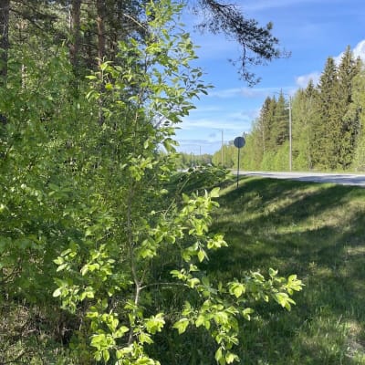 Metsäistä maisemaa Vanhassa Vaasassa