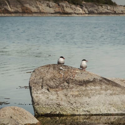 Kaksi tiiraa kivellä Dalskär-saaren rannassa, Saaristomerellä.