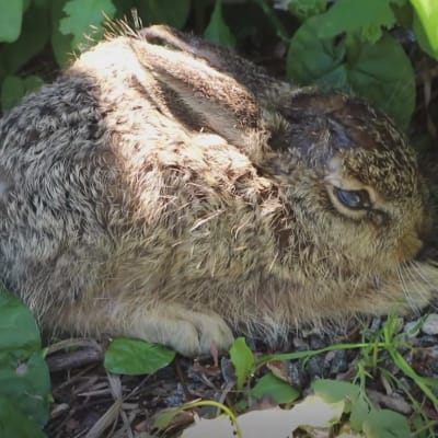 En skadad kanin i en buske. 