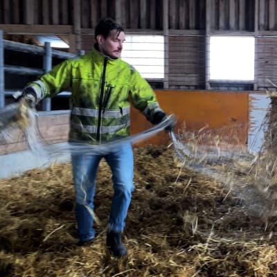 Maanviljelijä Aleksis Kyrö purkaa tallissa heinäpaalia hevosille.