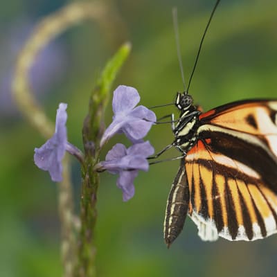 Luontodokumentti tutustuu värikkäiden ja eksoottisten perhosten elämään.
