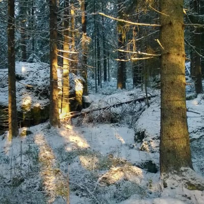 Paksurunkoisia kuusia kuvattuna talvisessa, tummanpuhuvassa suomalaismetsässä. Maassa on hieman lunta, ja puiden raoista paistaa kevyesti aurinko.