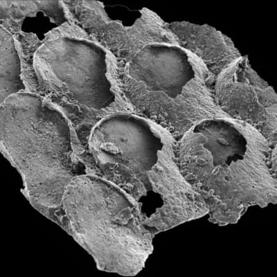 Mineralisoitu fossiili näkyy suurennoksena mikroskoopin kuvassa.