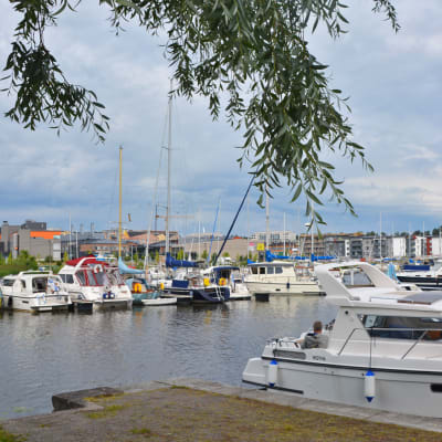 Flera motorbåtar och segelbåtar är förtöjda vid några bryggor i Borgå å. Bilden är tagen från land så att den översta delen av bilden skyms av en nedhängande gren från trädet intill ån.