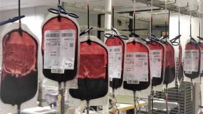 Veripalvelun toimipaikassa Helsingin Kivihaassa verestä tehdään päivittäin erilaisia verituotteita.
