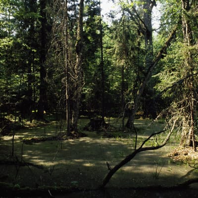 Bialowiezan metsää Puolassa.