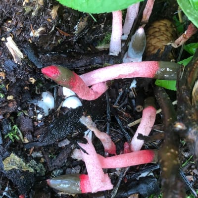 Röda och vita svampar