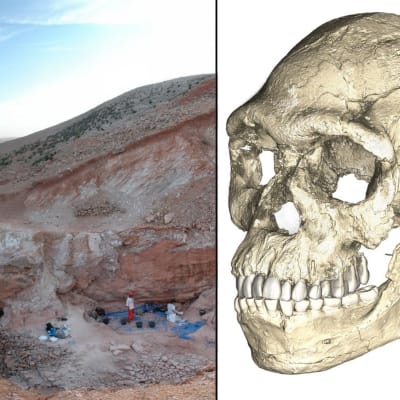 Homo sapiens-benrester upphittade i Marocko.
