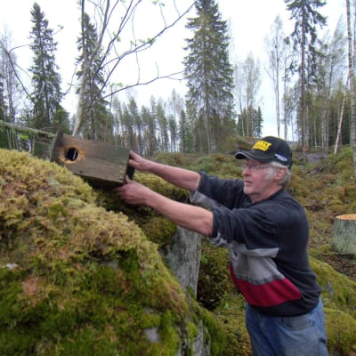 Rainer Ilkka har hittat en av flygekorrholkarna som tidigare satt på träden i området.