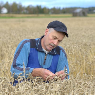 Martin Edman, spannmålsjordbrukare i Övermalax.
