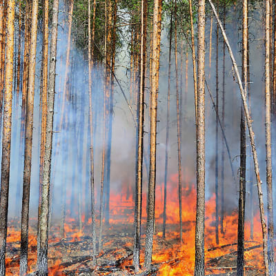 Metsähallituksen ennallistamispoltto eli hallittu metsäpalo.