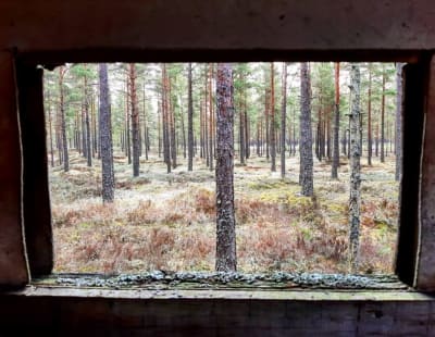 En gles skog med tallar ses då man tittar ut genom ett fönster på en stuga.