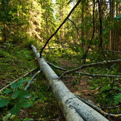 Ett träd som fallit över en stig i en skog.