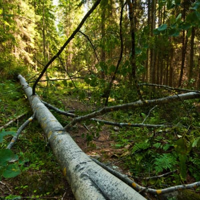 Ett träd som fallit över en stig i en skog.
