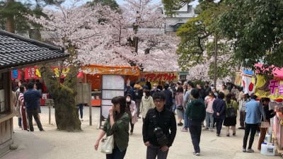 Körsbärsblomningen är högsäsong för turistindustrin i hela Japan, här i Kanazawa. 