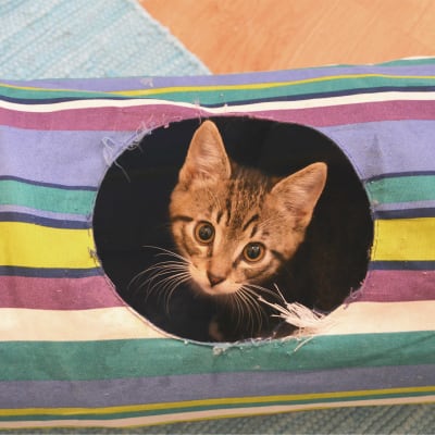 Kattunge tittar ut ur hål i katt-tunnel