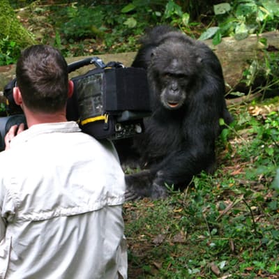Bild från dokumentären The secret of the apes.