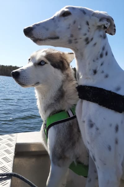 två hundar sitter i en båt. 