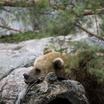 En brunbjörn på Högholmen