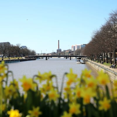 Blommande påskliljor på Teaterbron i Åbo, med Aura å och åstranden i Åbo i bakgrunden.