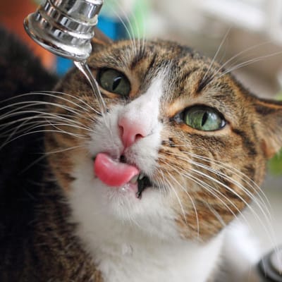 Katt dricker vatten