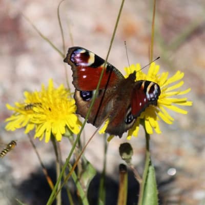 En fjäril på en gul blomma