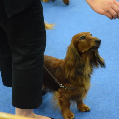 Hund på World Dog Show 2014.