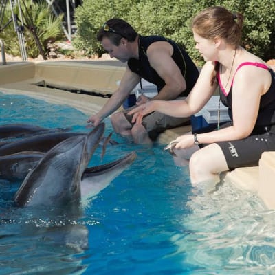 Delfinerna utfodras i Attica Park