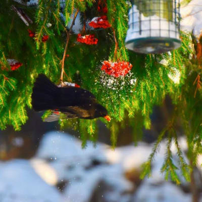 Koltrast med granris och rönnbär upphängda på byksträck.