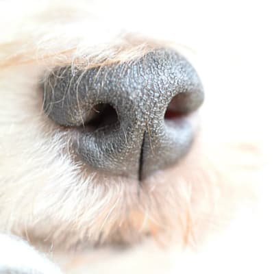 En hunds nos