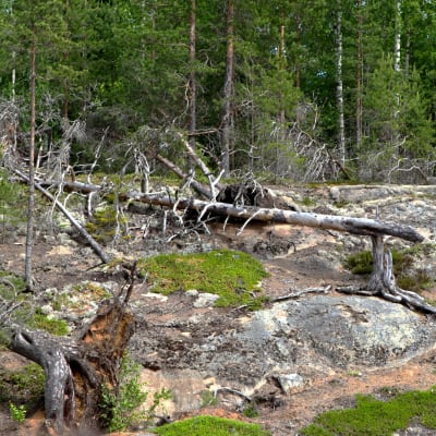 Etelä-Konneveden kansallispuistoa.