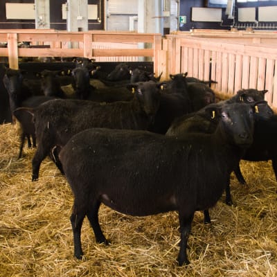 Pelson vankilatila on myös mustien lampaiden koti. Suomen viimeisen korpivankilan lampolassa on nelisensataa suomenlammasta. Rotu tunnetaan maailman mittakaavassa poikkeuksellisen hedelmällisenä.