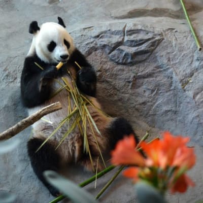 Panda äter bambu.