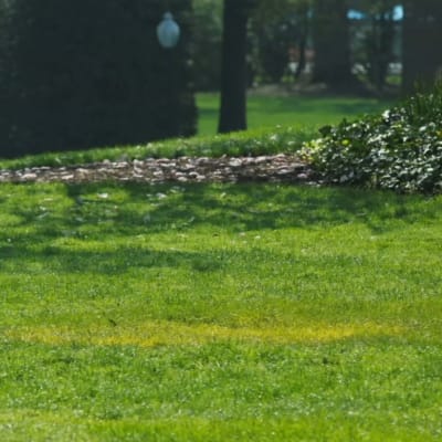 Gräsmatta vid Vita huset som saknar ett träd som planterares av president Donald Trump och president Emmanuel Macron
