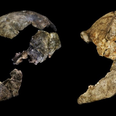Homo Naledi; kranium