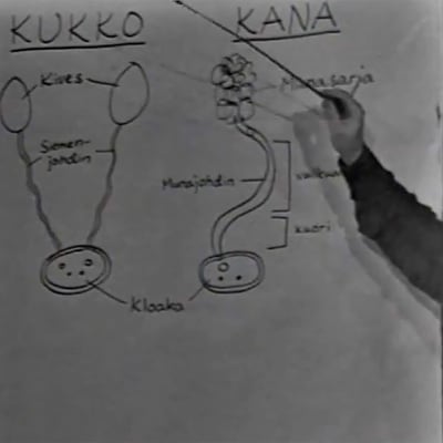 Yrjö Mäkinen kertoo, miten kanat siittyvät (1972).