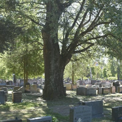 puu hautausmaalla