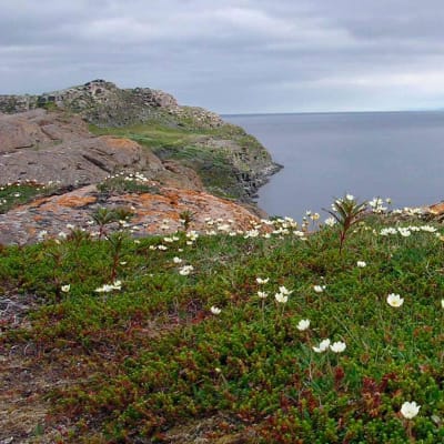 kuva kalliosta jolla kasvaa kukkia
