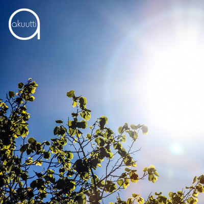 Aurinko ja koivunoksia