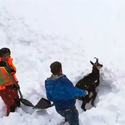 Österrikisk järnvägspersonal räddar en alpget som fastnat i en lavin.