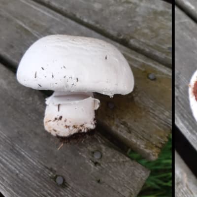 Två bilder på vit svamp med bruna lameller