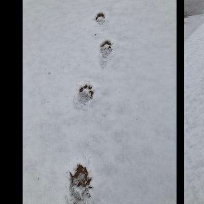 Två bilder på spår i snö efter hunddjur.