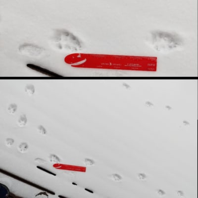 Tre bilder på durspår i snö. En röd linjal ligger bredvid som jämförelse.
